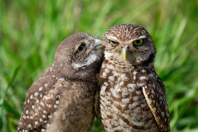 owls-love_528